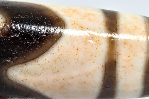 V-030326-TTBS tiger tooth dzi macro, cream-dark boundary, cinnabar concentration, warm russet coloration, unretouched.