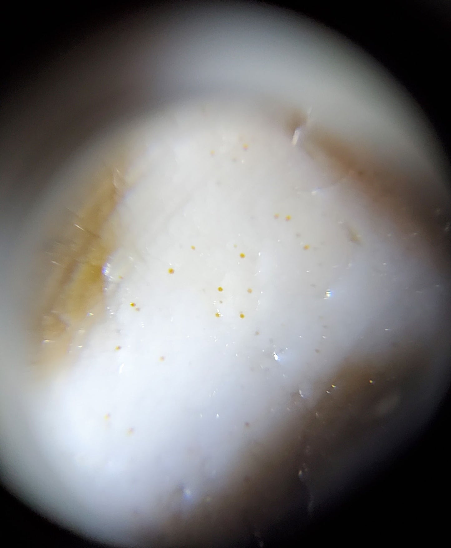 Ac-061926-DC4E macro microscope, golden-yellow cinnabar bloodspot micro-dots in cream zone, unretouched