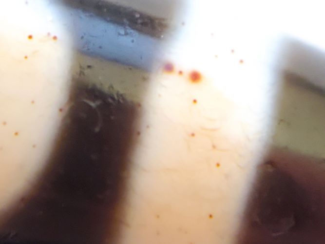 V-082123-HEBS Heaven & Earth dzi bead, macro of cream band showing scattered vermillion cinnabar micro-dots, one larger red dot visible, unretouched