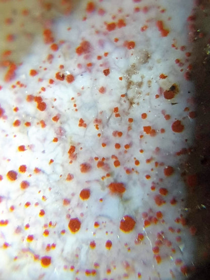 N-062926-TTBS2 macro, vivid orange-red cinnabar inclusions across cream-white agate ground, pervasive, unretouched