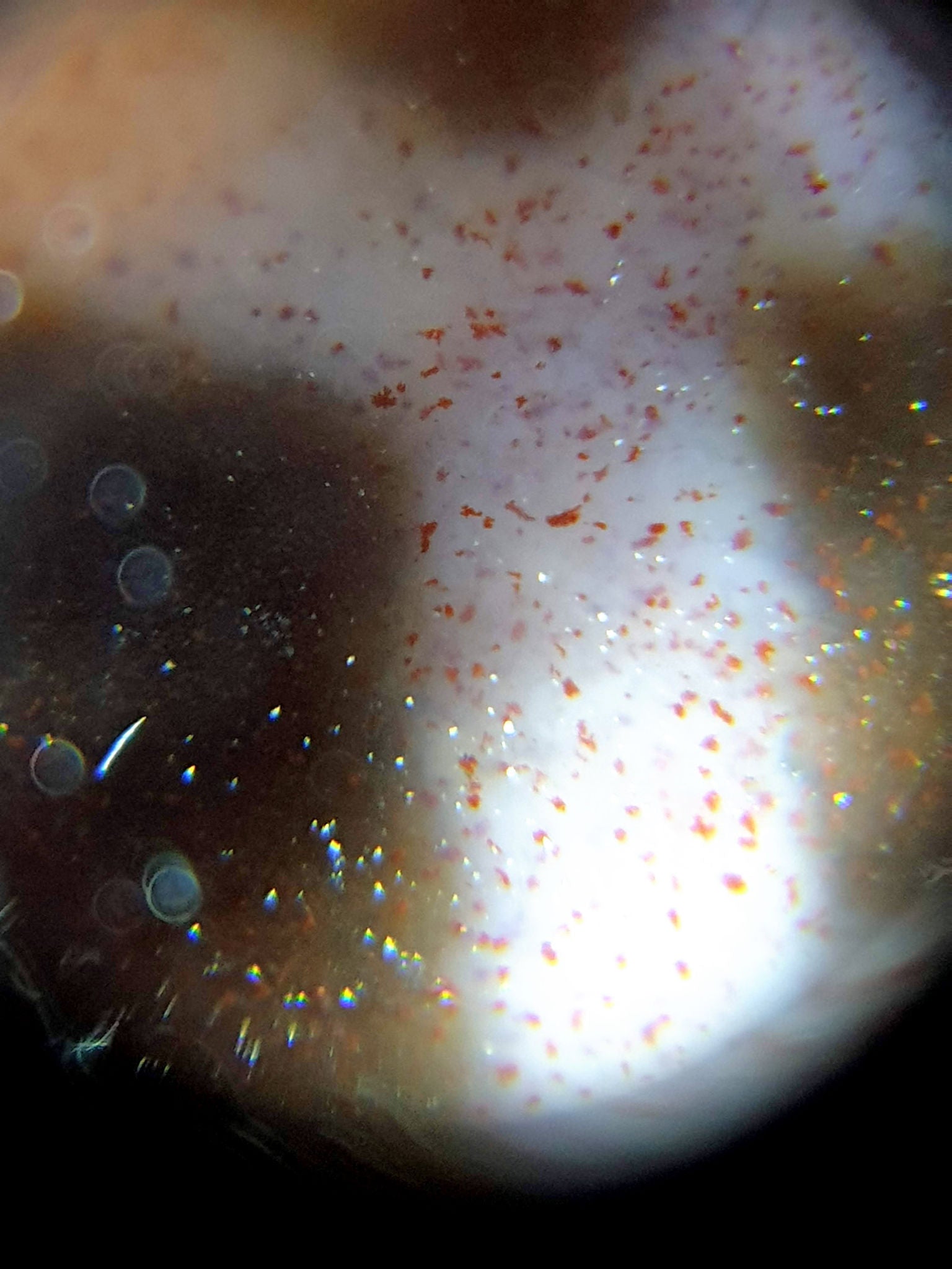 N-062226-DLBS, macro bloodspot photo 1, orange-red cinnabar in cream motif zone, dense scatter, unretouched