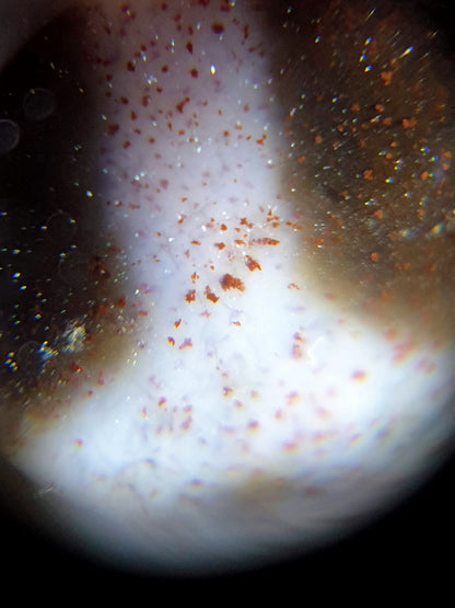 N-062226-DLBS, macro bloodspot photo 2, brick-red cinnabar cluster in cream cell zone, boundary dots visible, unretouched
