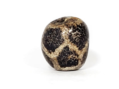 Ac-031323-LON ancient longevity tortoise shell dzi agate calcification broad distribution rotation 3 unretouched
