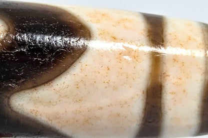 V-030326-TTBS tiger tooth dzi macro, cream-dark boundary, cinnabar concentration, warm russet coloration, unretouched.