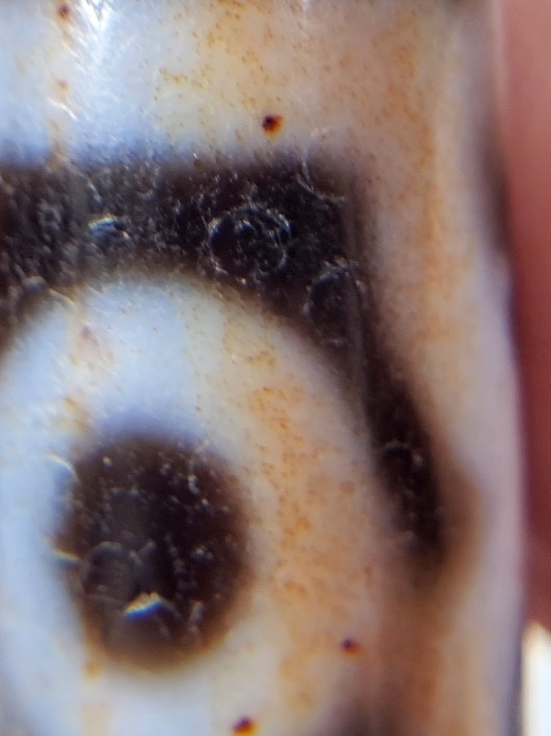 Extreme close-up of cinnabar bloodspot inclusions on antique Three Eye Dzi bead — orange-rust mercuric sulfide staining in natural black agate, 硃砂, unretouched