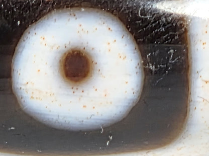 At-042626-4E3 macro, dense cinnabar dot constellation across white eye ring, warm brown pupil, unretouched