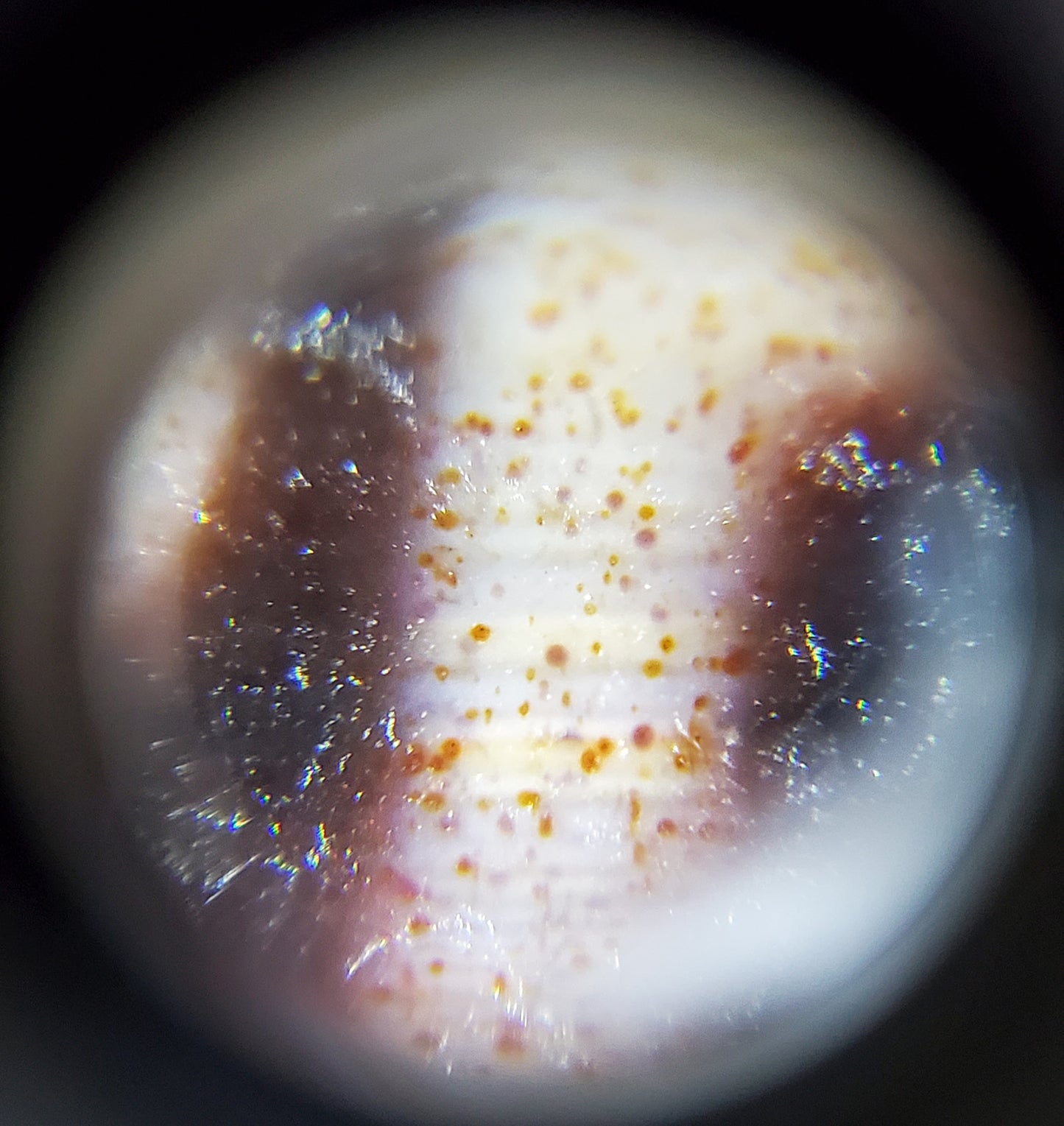 老天珠九眼血斑（TiD-NE-B-E1）- 稀有西藏天珠