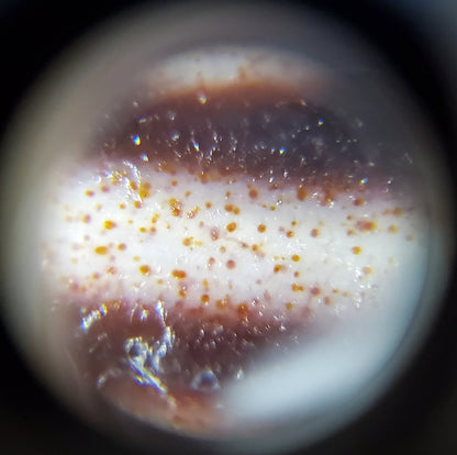 老天珠九眼血斑（TiD-NE-B-E1）- 稀有西藏天珠