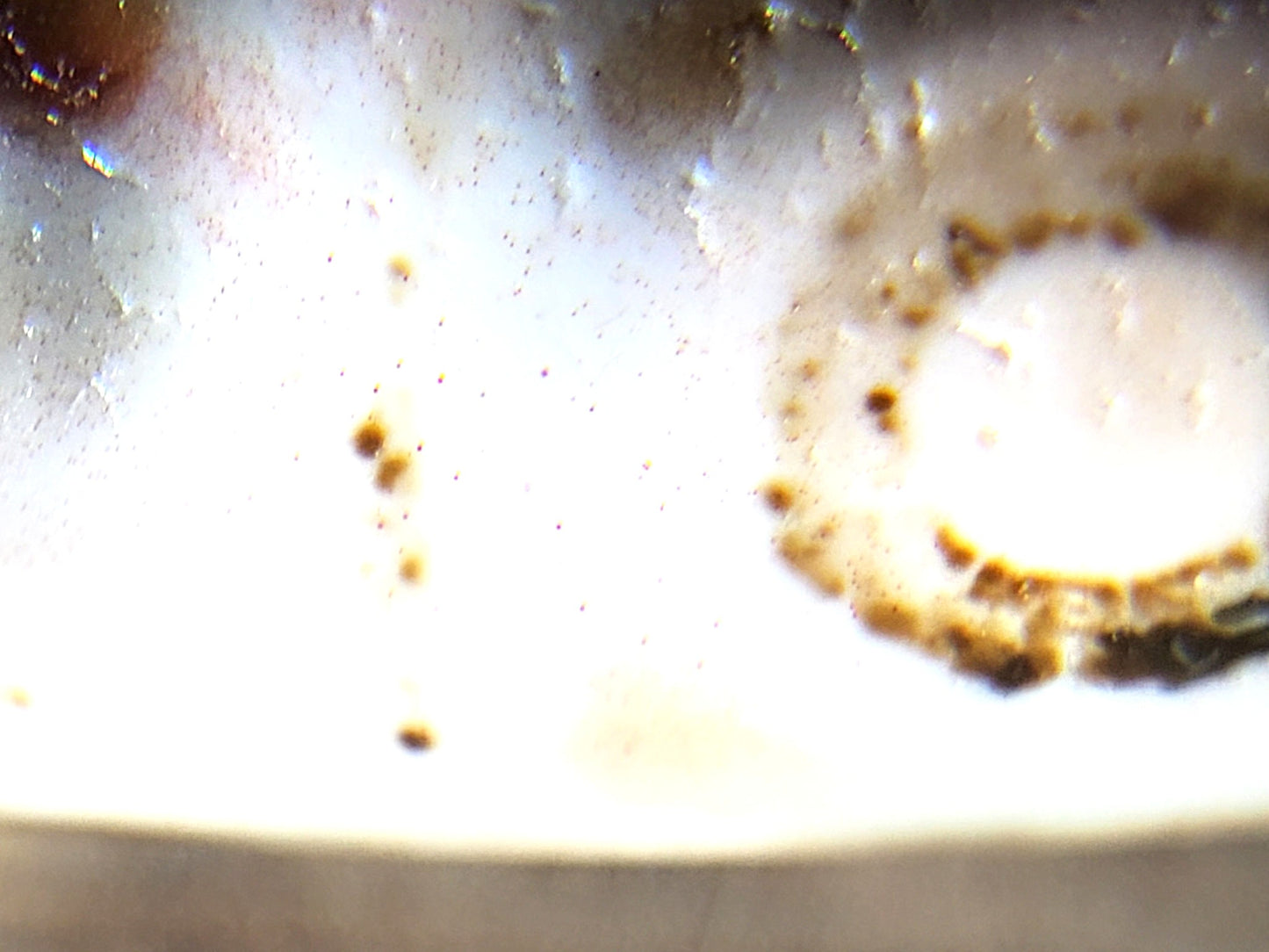 At-092823-6EBS3 microscope eye ring boundary rust-orange cinnabar granular partial ring dzi unretouched