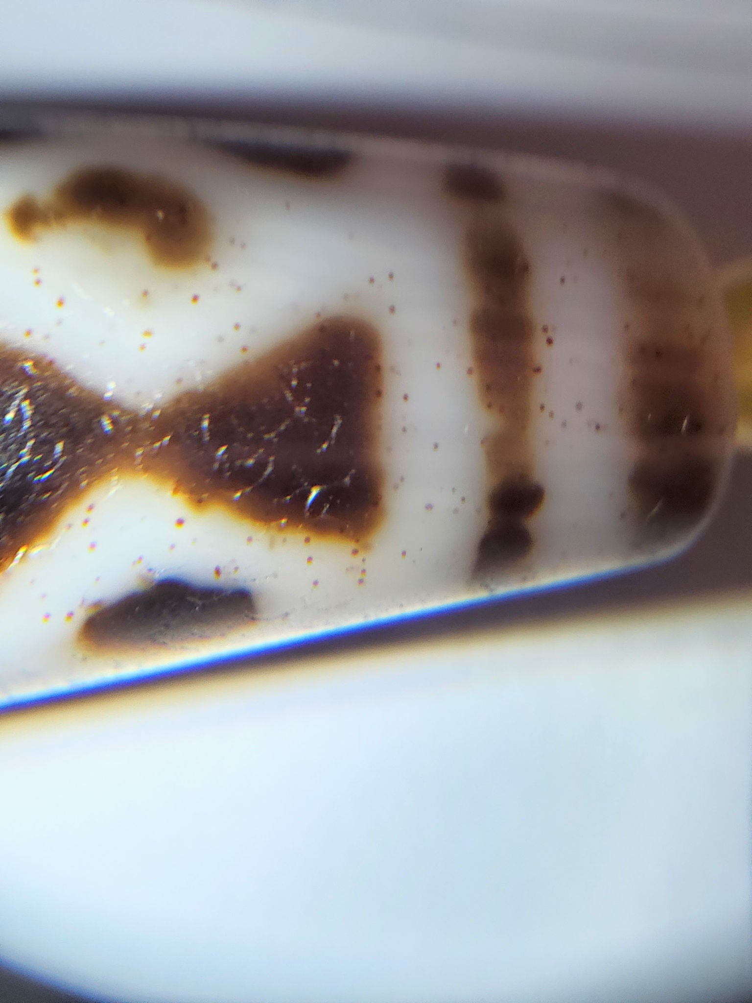 At-082524-DS antique diamond spear agate dzi macro bloodspot motif boundary and scattered cream-zone inclusions unretouched
