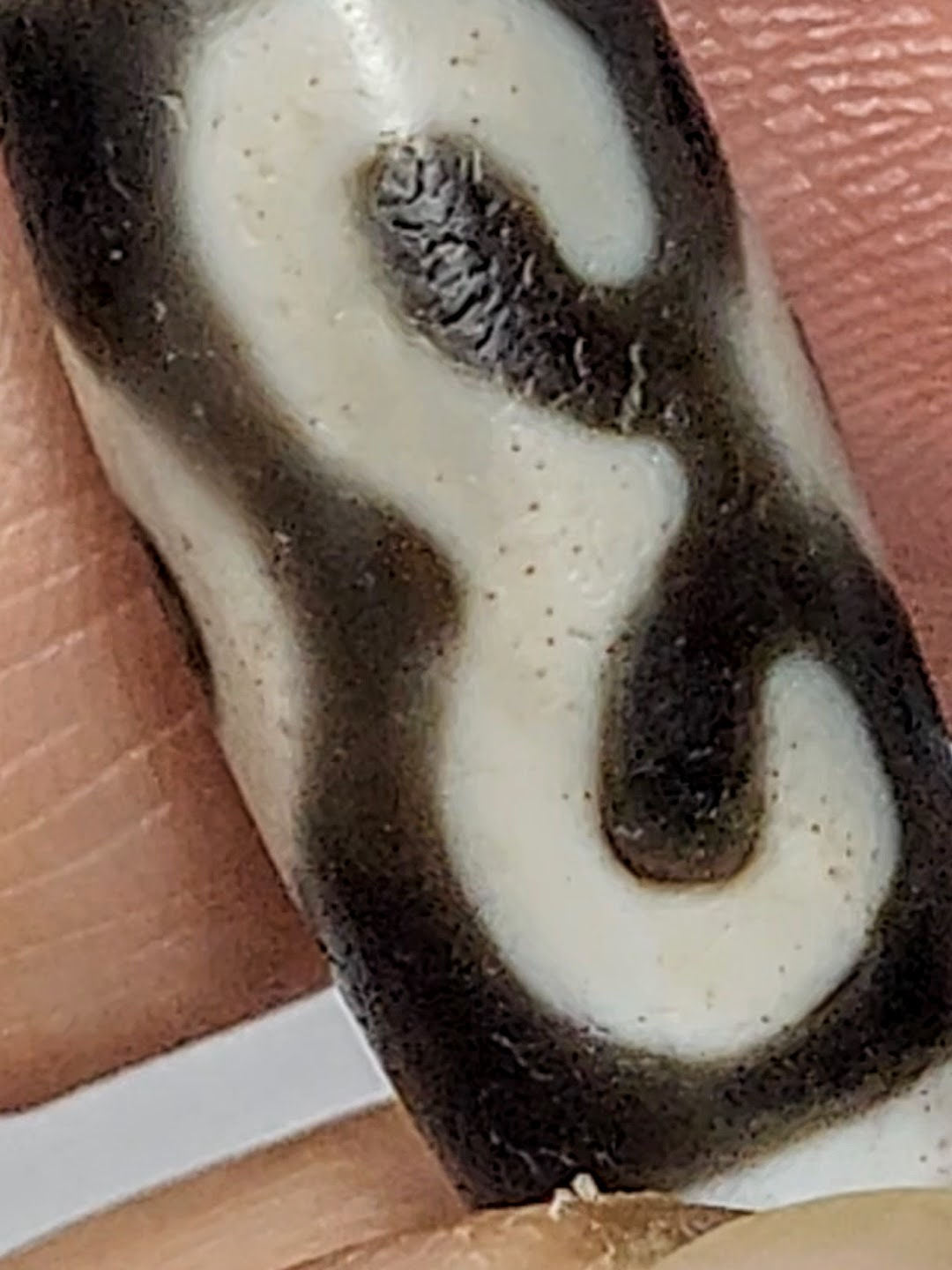 Extreme macro of antique Double Bat Two Eye dzi At-060725-DB2E2, single bat wing as fluid S-curve, dark micro-dot bloodspot inclusions in cream field, aged agate micro-pitting, unretouched