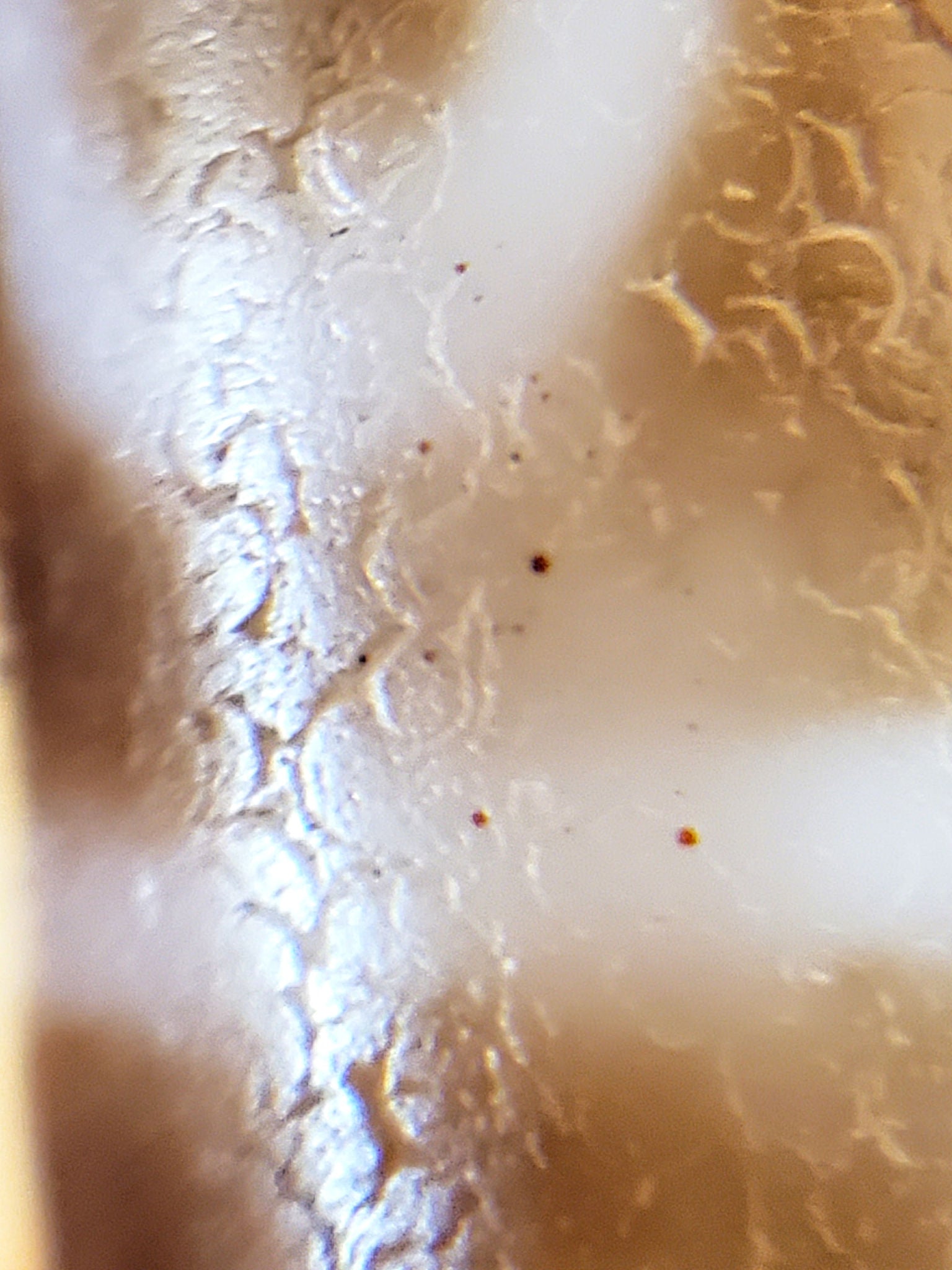 At-081624-8E macro white ring zone rust-orange cinnabar dots crackled surface dzi unretouched