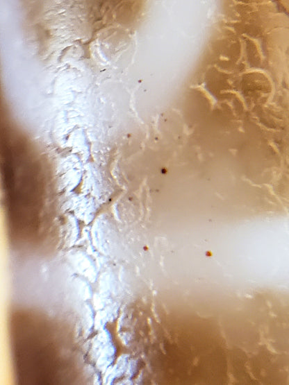 At-081624-8E macro white ring zone rust-orange cinnabar dots crackled surface dzi unretouched