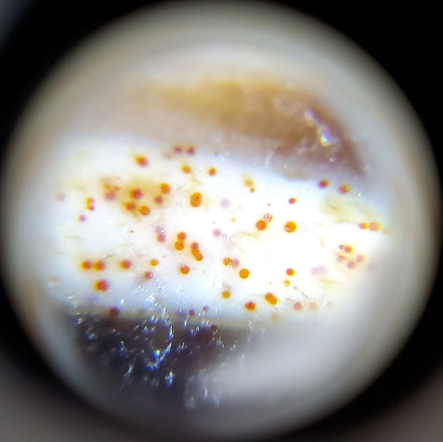 古董四眼纹天珠，带有极致血丝（TiD-Ant-FoE-XB）- 极其罕见