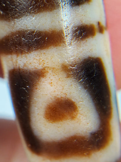Close detail of antique Four Leaf Bodhi dzi At-101624-FLB showing bloodspot cinnabar inclusions on amber-brown agate surface, authentic age markers, unretouched photography