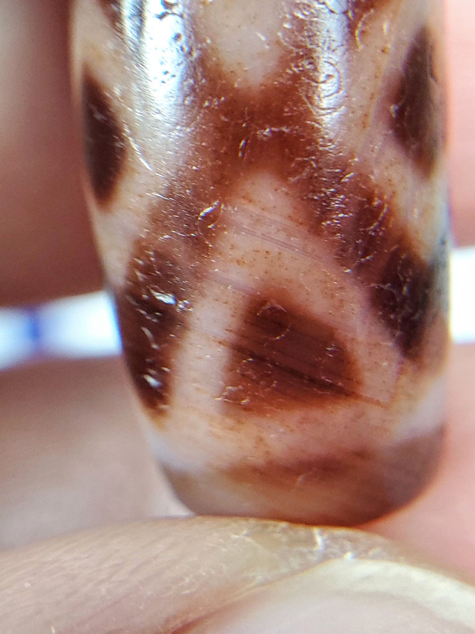 Macro of antique Three Diamond Eye Tiger Tooth dzi At-053126-3DETT, tiger tooth zone showing rust-orange cinnabar bloodspot inclusions and fine agate micro-pitting, unretouched