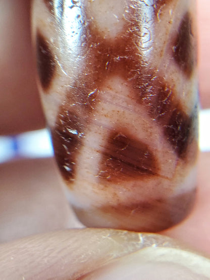Macro of antique Three Diamond Eye Tiger Tooth dzi At-053126-3DETT, tiger tooth zone showing rust-orange cinnabar bloodspot inclusions and fine agate micro-pitting, unretouched