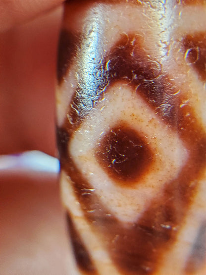 Macro of antique Three Diamond Eye Tiger Tooth dzi At-053126-3DETT, second diamond eye with cinnabar micro-dot bloodspots in dark zones and cream field, aged surface texture, unretouched