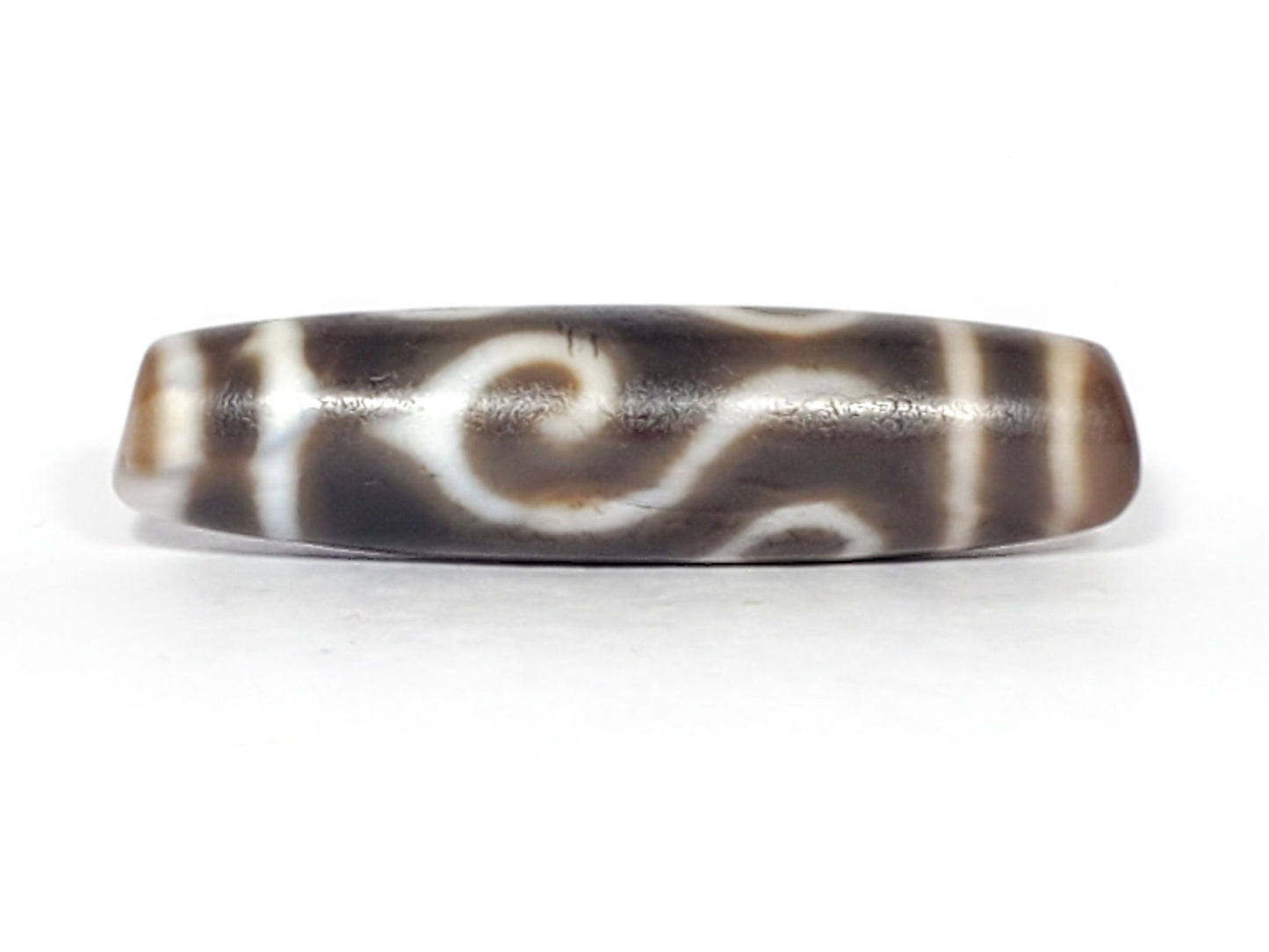 Ac-061926-DC4E conch scroll face straight-on, flowing S-spiral, deep dark grey-brown ground, unretouched