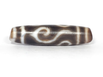Ac-061926-DC4E conch scroll face straight-on, flowing S-spiral, deep dark grey-brown ground, unretouched