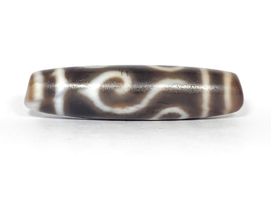 Ac-061926-DC4E conch scroll face straight-on, flowing S-spiral, deep dark grey-brown ground, unretouched