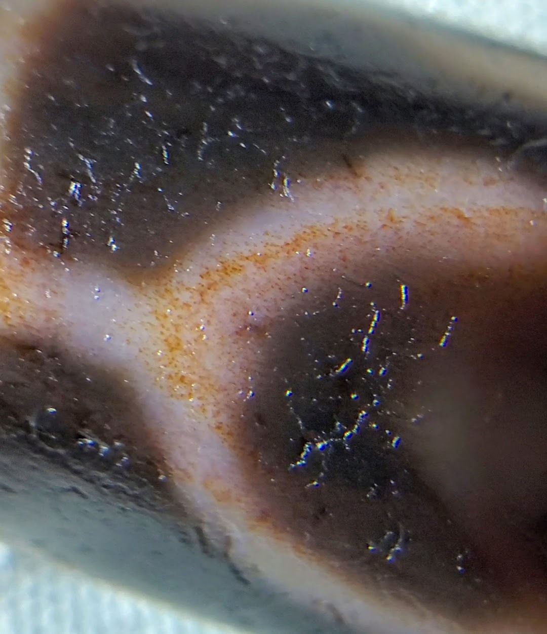 At-061926-3EEG macro, rust-orange cinnabar speckling in cream-white stripe band, unretouched