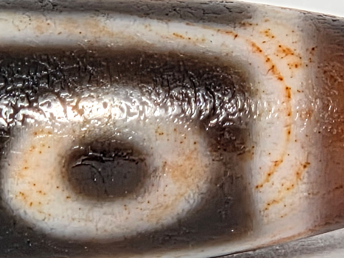 At-071426-9EBS2 macro 2 — extreme cinnabar saturation across cream connector band and eye surround, unretouched.