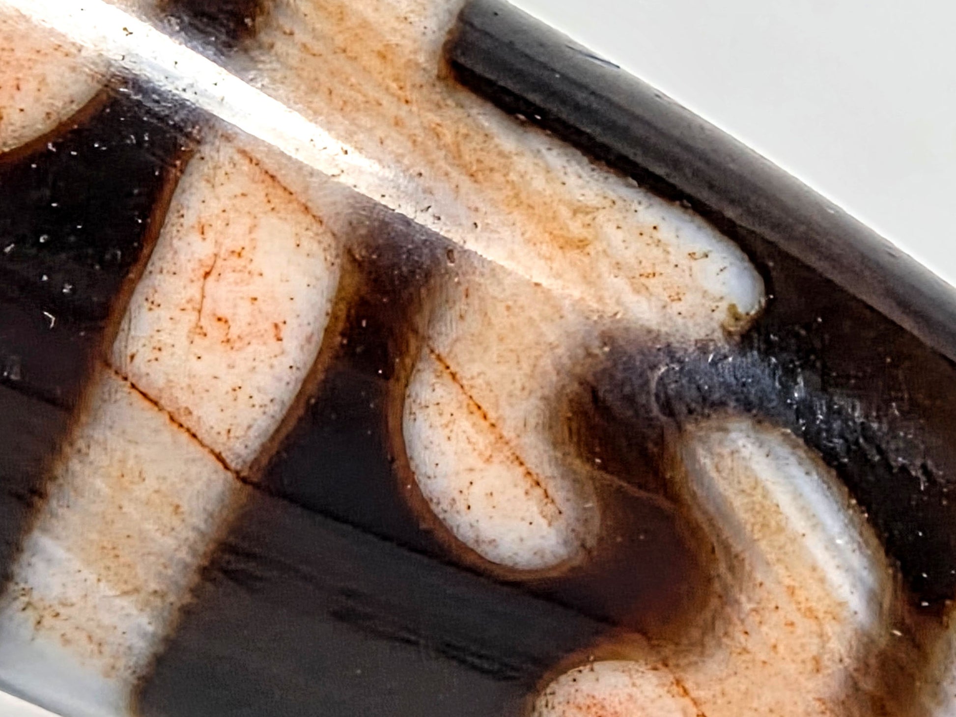 At-070626-GRRP3EBS macro paraphernalia arm zone, reddish-orange cinnabar bloodspot dots, cream zone, unretouched