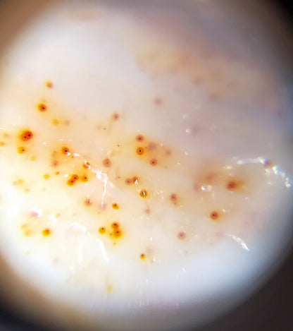 Ac-071026-TaBS ancient tasso dzi microscope view cinnabar bloodspots dense constellation cream zone unretouched